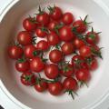 ミニトマト30個収穫
