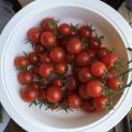 ミニトマト57個収穫