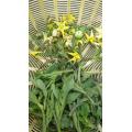 摘花・果、脇芽欠き成果