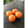 シンディーオレンジ収穫