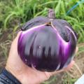 立派すぎる大きさ
