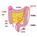 お腹の「大奥」とは、ココだ！...大腸の奥☺︎