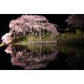 二本松市の中島の地蔵桜