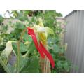 Indian Yellowの他家受粉したのさや