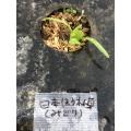日本ホウレンソウの赤ちゃん