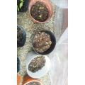 右3つの鉢が炒チャオ 。6個芽がでてる